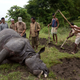 Un rinoceronte aparece muerto y sin cuerno al noreste de la India. Imagen: Anupam Nath / AP
